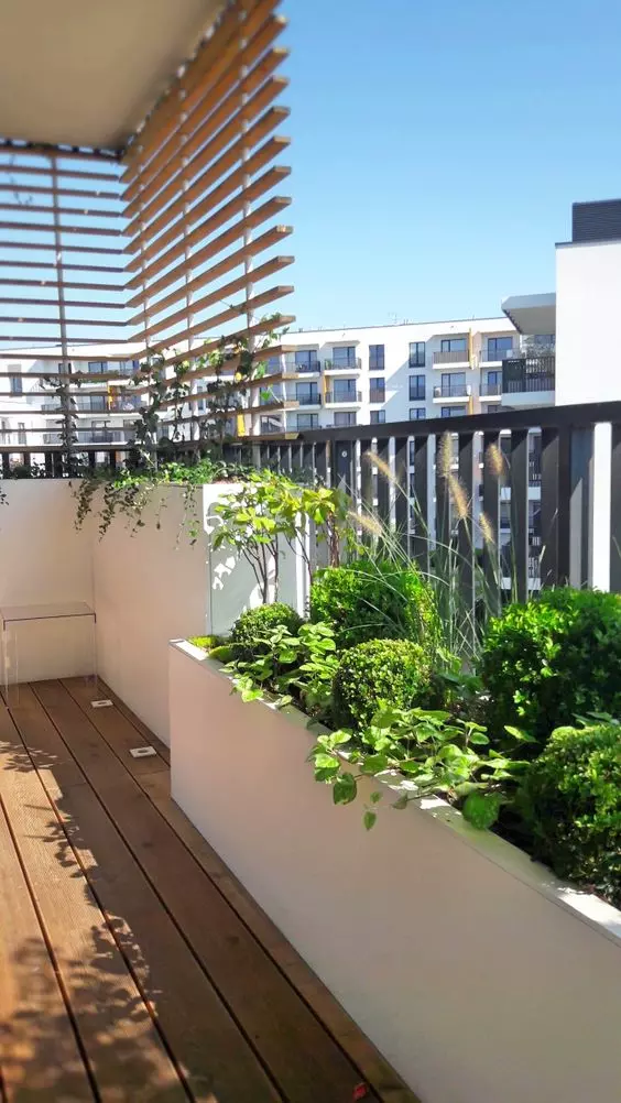 plantes sur le balcon